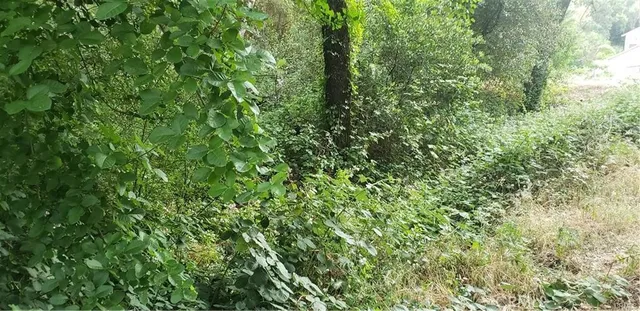 a view of a lush green forest