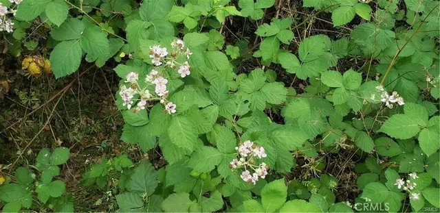 a backyard of a garden