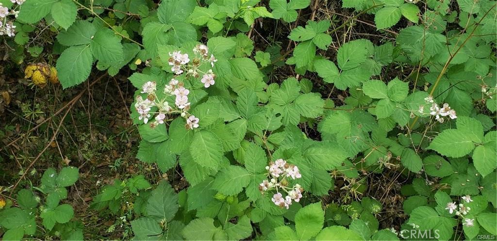 7248 High Street Nice, CA 95464 - Photo 9 of 11 a backyard of a garden