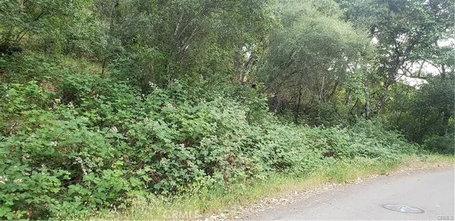 a view of a forest with a tree