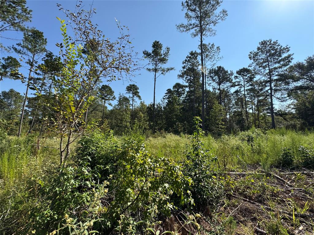 6446 Farm To Market Road 752 Rusk, TX 75785 - Photo 32 of 40 a view of a garden