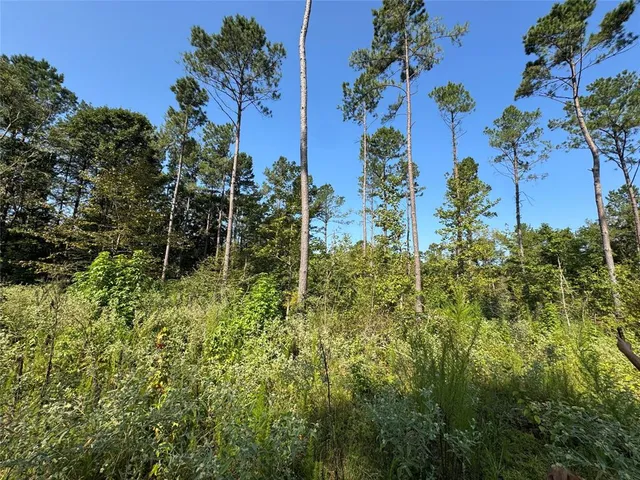 a view of a flower in a garden