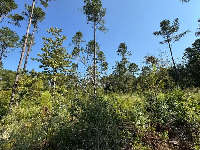 a view of a bunch of trees and bushes