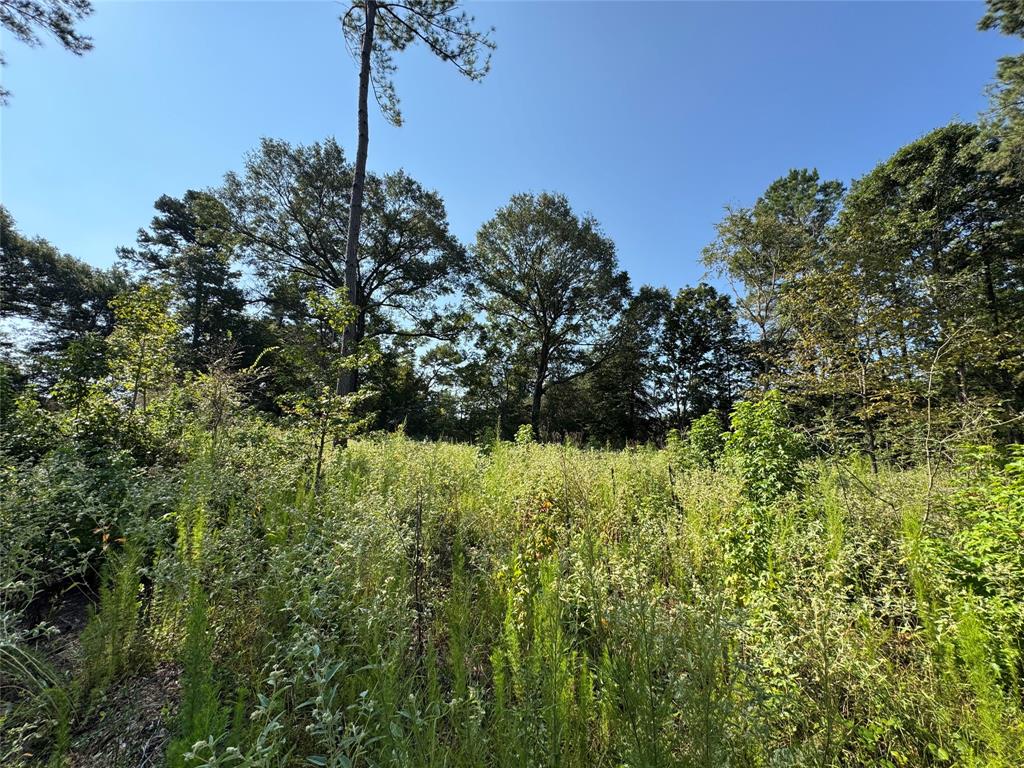 6446 Farm To Market Road 752 Rusk, TX 75785 - Photo 35 of 40 a view of a bunch of trees and bushes