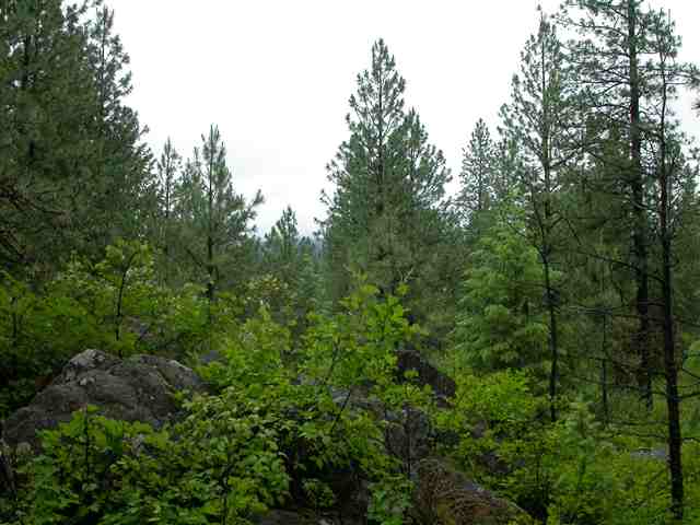 Xx East Bridges Road Elk, WA 99009 - Photo 5 of 9