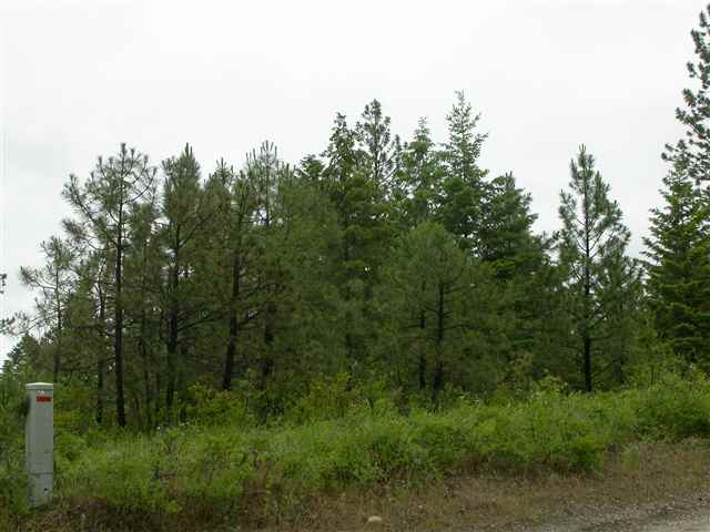 Xx East Bridges Road Elk, WA 99009 - Photo 7 of 9
