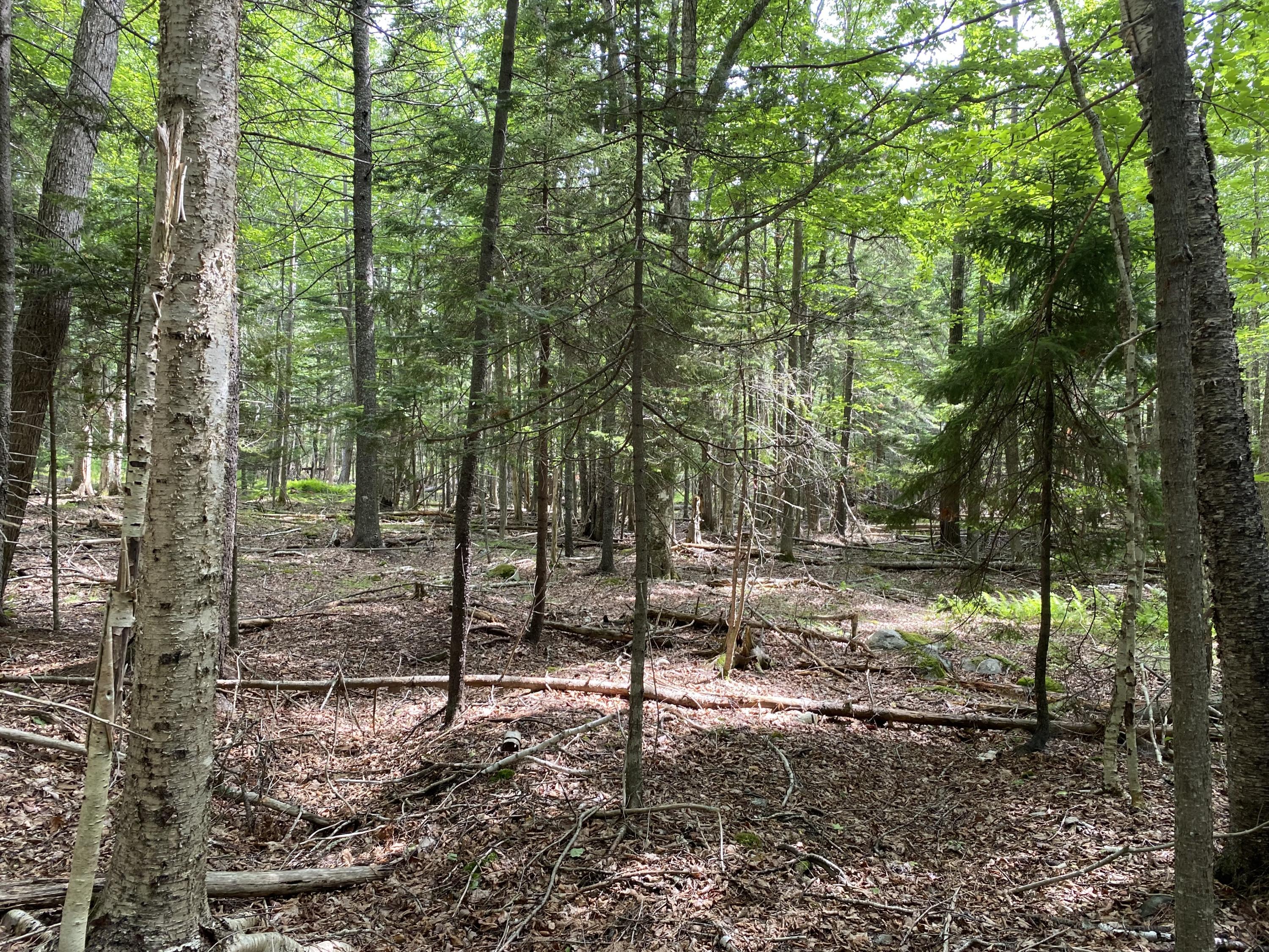 812 Main Road Islesboro, ME 04848 - Photo 40 of 44 Wooded acreage
