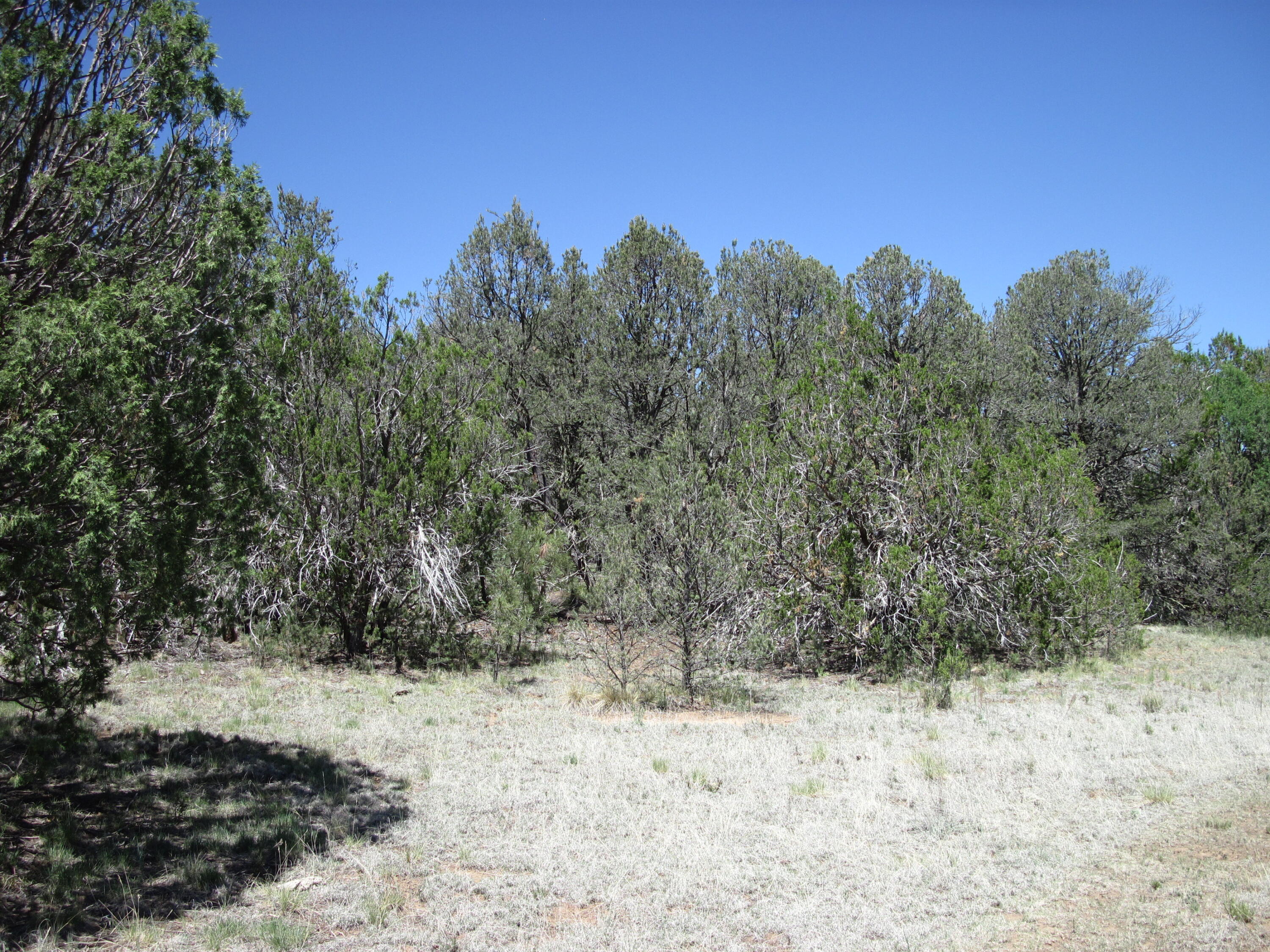156 Jesse James Road Edgewood, NM 87015 - Photo 7 of 18 Gallery Image 7