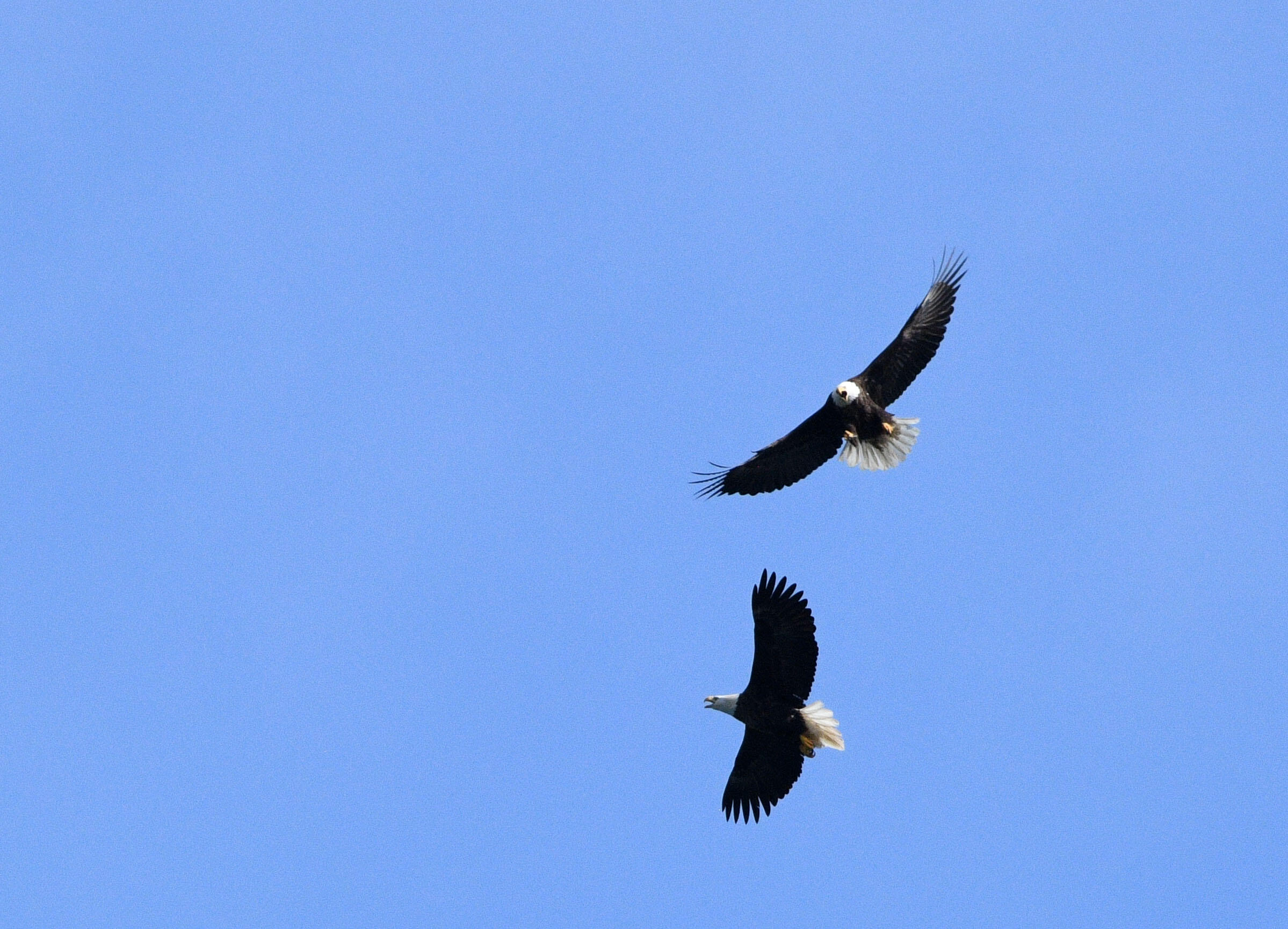 77 Johnson Street Lubec, ME 04652 - Photo 41 of 52 Dueling Eagles-JohnsonsBay-4-4-26