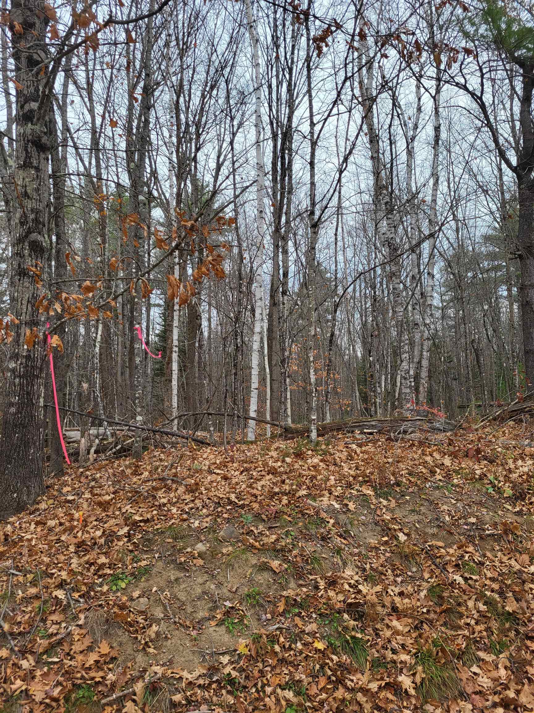 0 Rice Hill Road Freedom, NH 03836 - Photo 5 of 5
