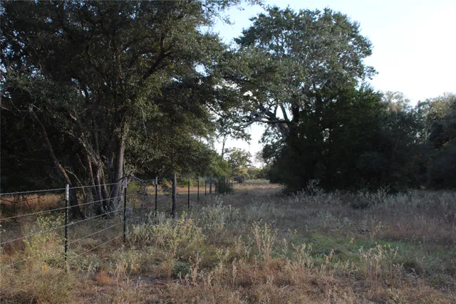 a view of a forest with trees in the background