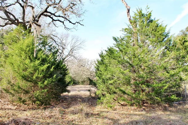 a view of a yard with a tree