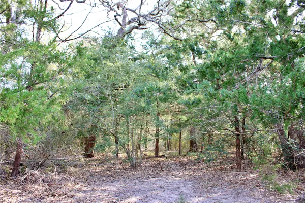 a view of a forest with trees in the background
