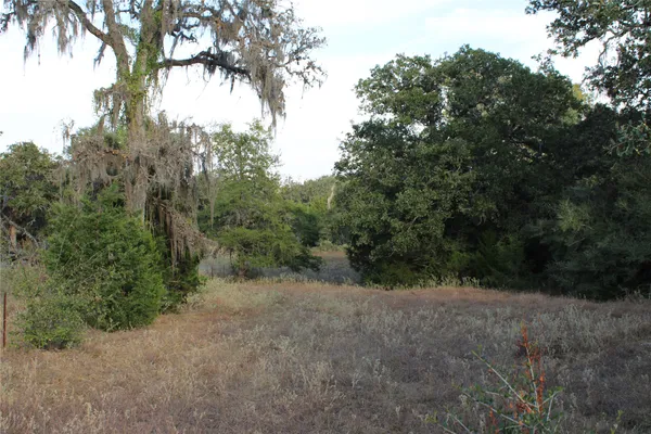 a view of a forest with trees in the background