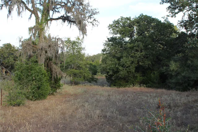a view of a forest with trees in the background