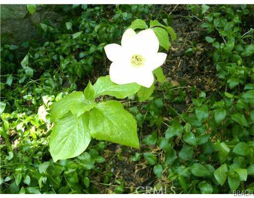 425 Blue Jay Canyon Road Lake Arrowhead, CA 92317 - Photo 4 of 11