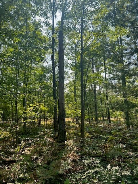 19.8-acres East Pere Cheney Road Roscommon, MI 48653 - Photo 7 of 11 Gallery Image 7
