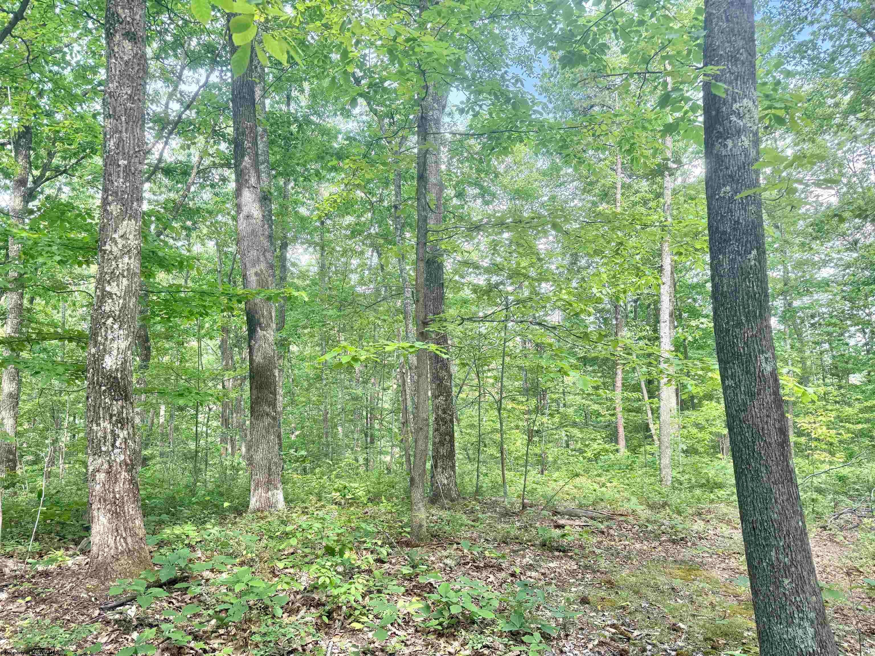 Tbd Big Pigeon Road Procious, WV 25164 - Photo 1 of 49 Gallery Image 1