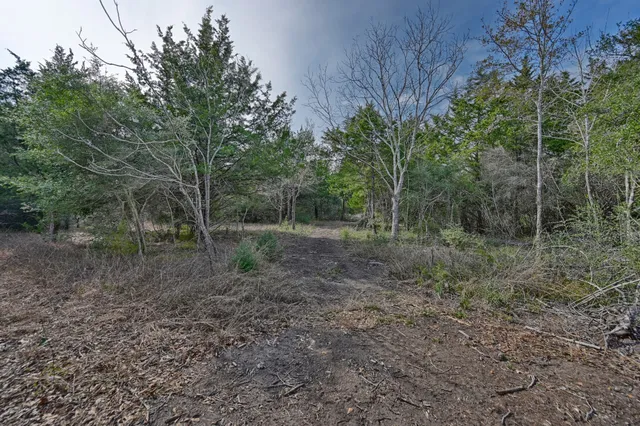 a view of a forest with trees in front of it
