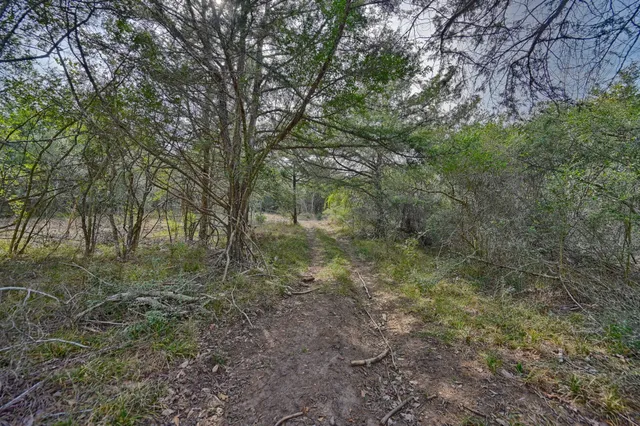 a view of a forest with trees in the background