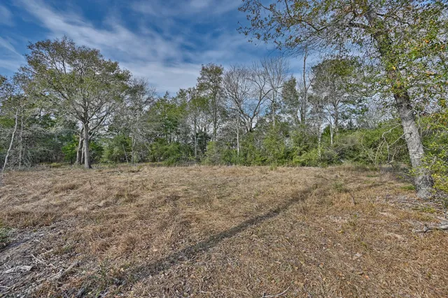 a view of a forest with trees in the background