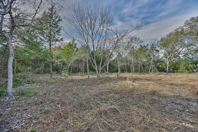 a view of a forest with trees in the background
