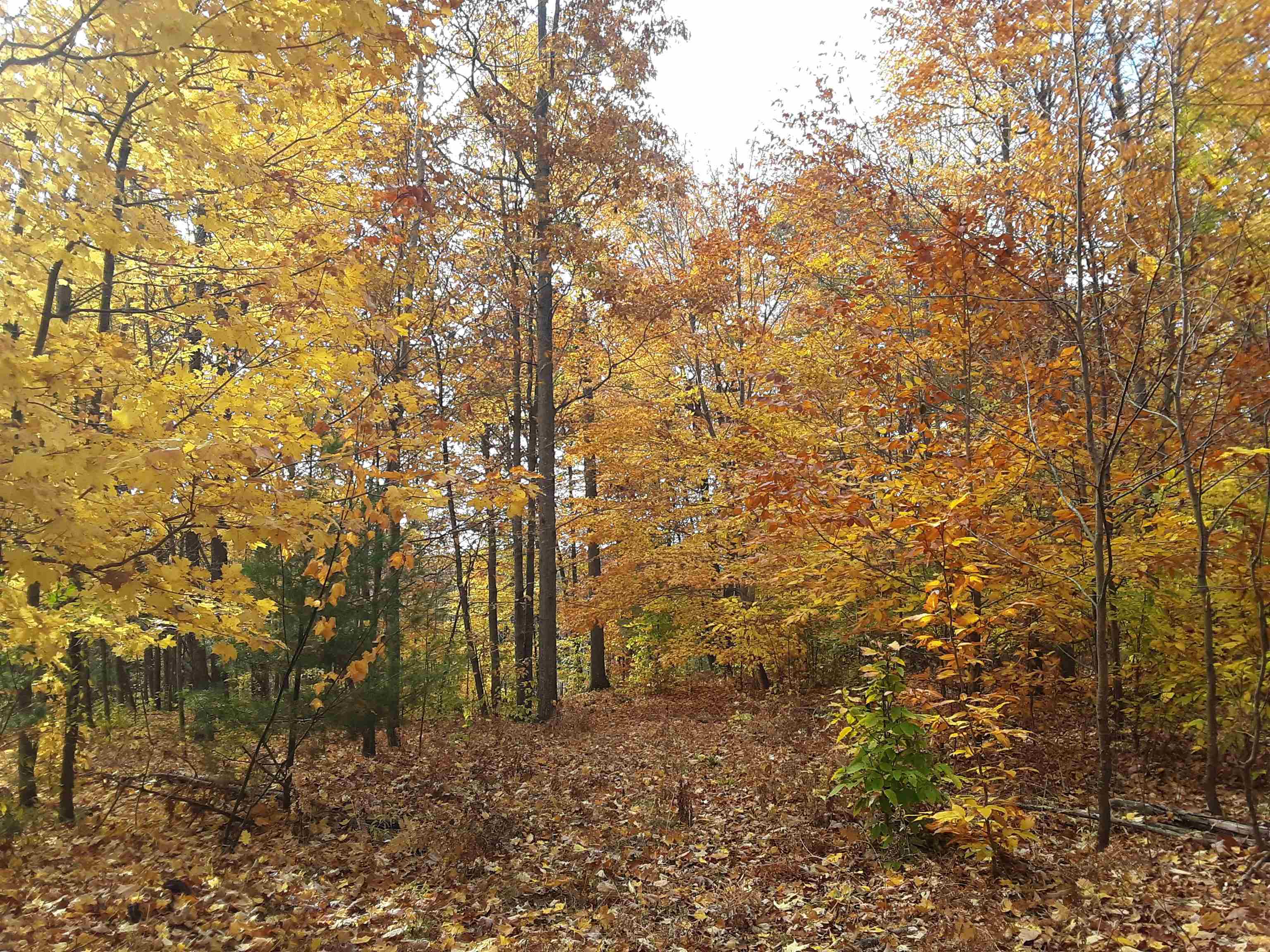 North Everett Road Harrisville, MI 48740 - Photo 53 of 62 Gallery Image 53