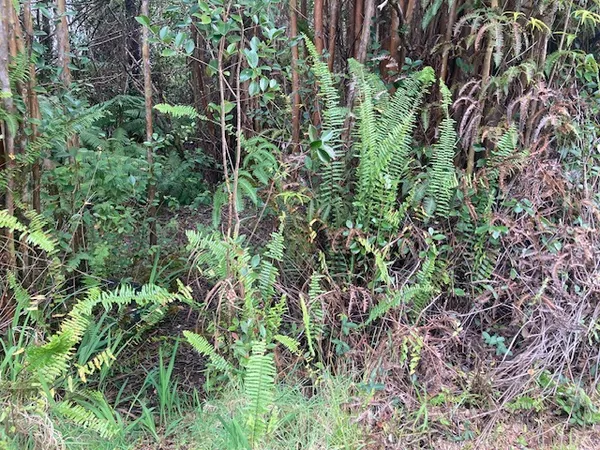 a plant view in yard