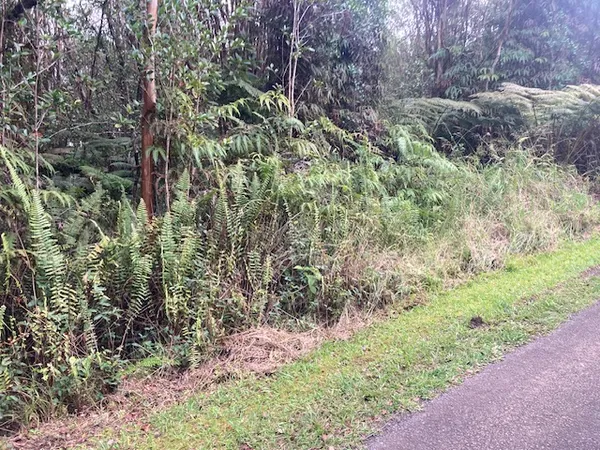 a view of a garden with plants and large trees