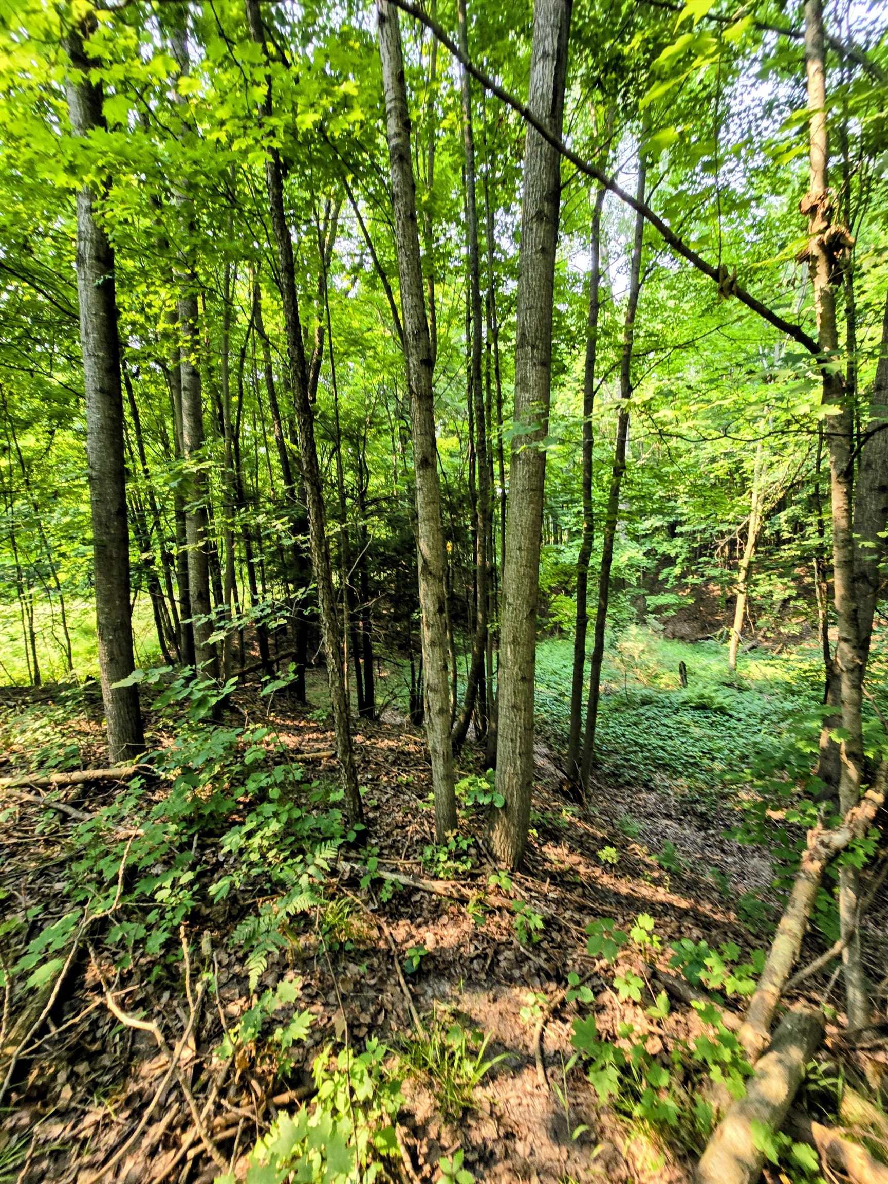 0 North 9 Road Mesick, MI 49668 - Photo 13 of 18