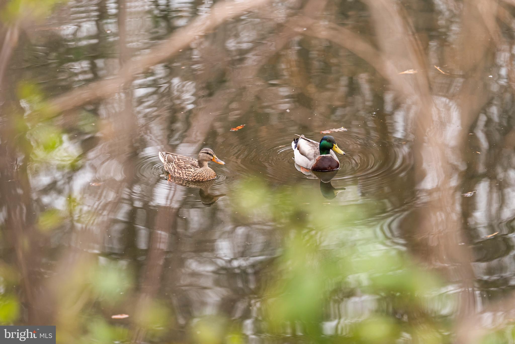 2012 Swans Neck Way Reston, VA 20191 - Photo 43 of 48 a close up of a vase of flowers