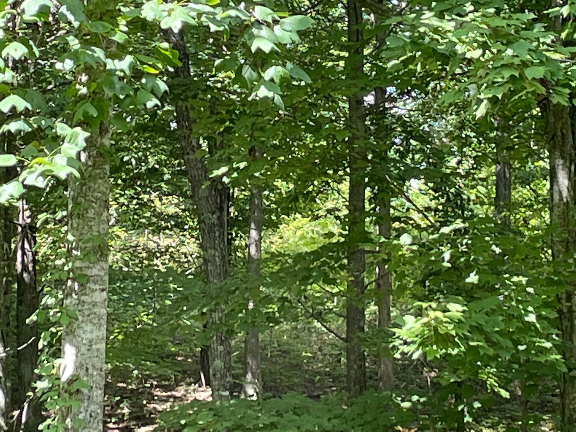 0 Roaring Creek Road, Unit 296 Dunlap, TN 37327 - Photo 1 of 11 20231116212108451684000000-o