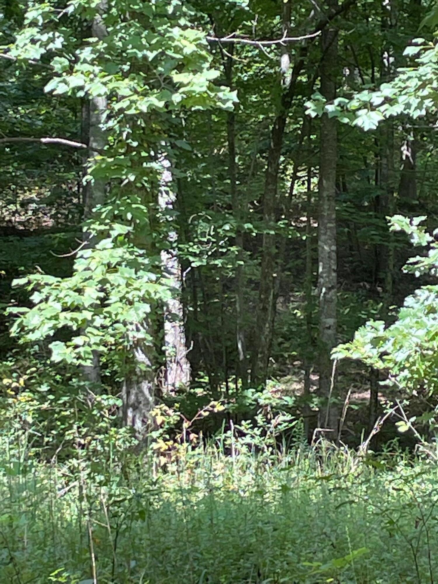 0 Roaring Creek Road, Unit 296 Dunlap, TN 37327 - Photo 3 of 11 20231116212112172607000000-o