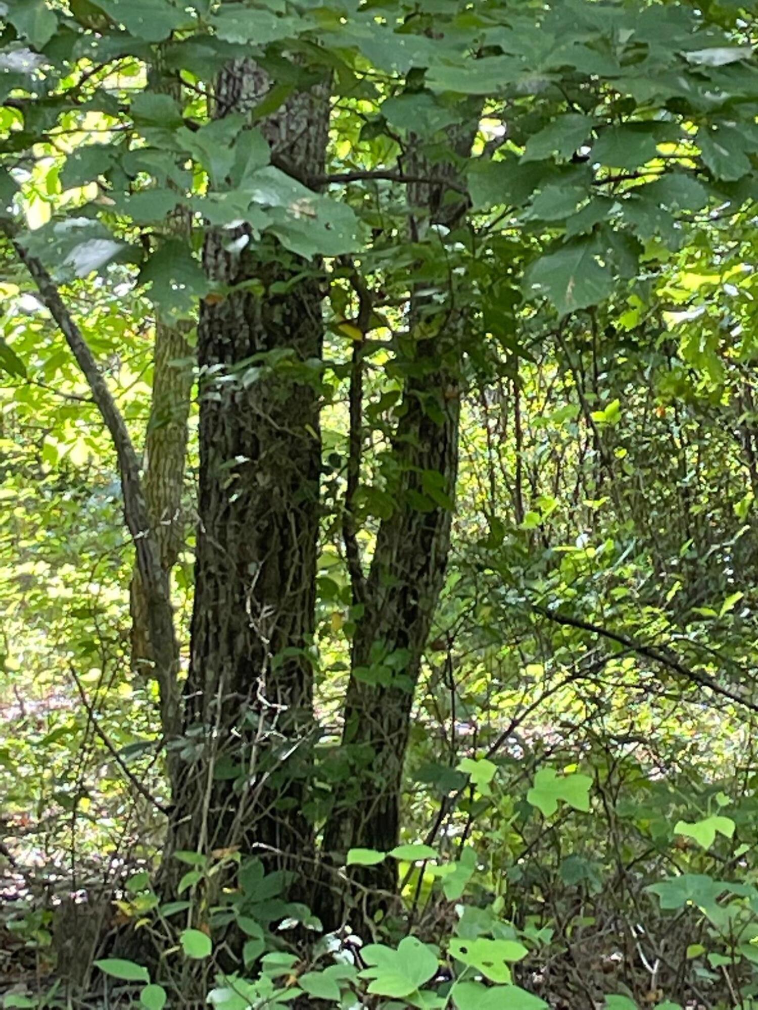 0 Roaring Creek Road, Unit 296 Dunlap, TN 37327 - Photo 3 of 7 20231116212111690273000000-o