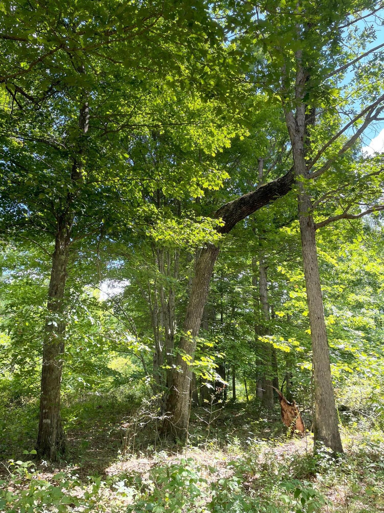 0 Roaring Creek Road, Unit 296 Dunlap, TN 37327 - Photo 4 of 7 20231116212110790131000000-o