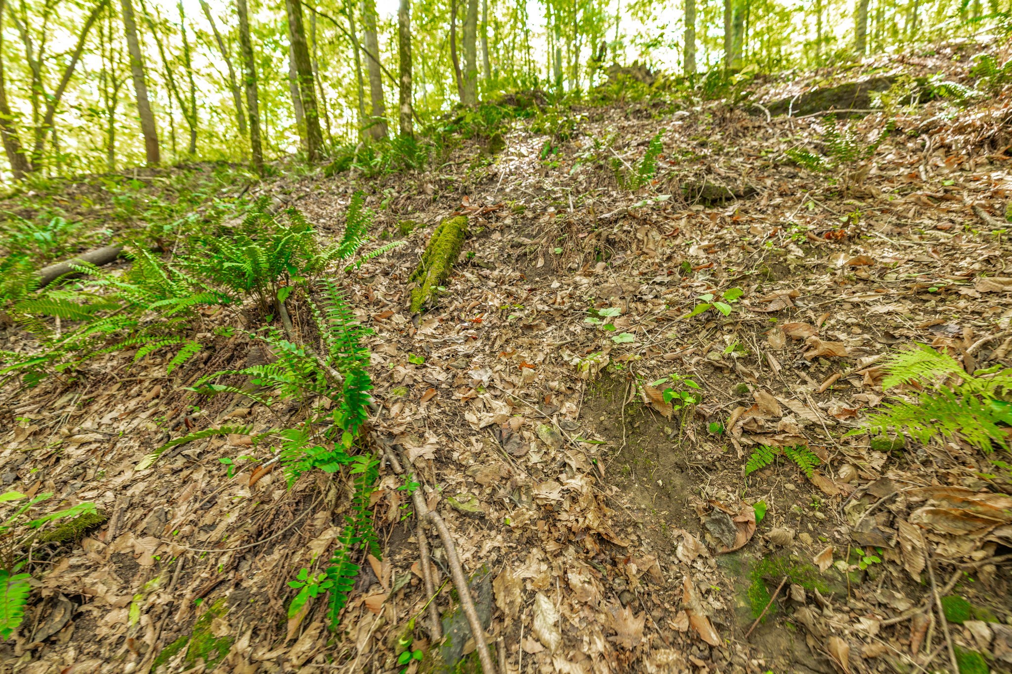 0 Spring Hollow Road Lafayette, TN 37083 - Photo 22 of 42 Gallery Image 22