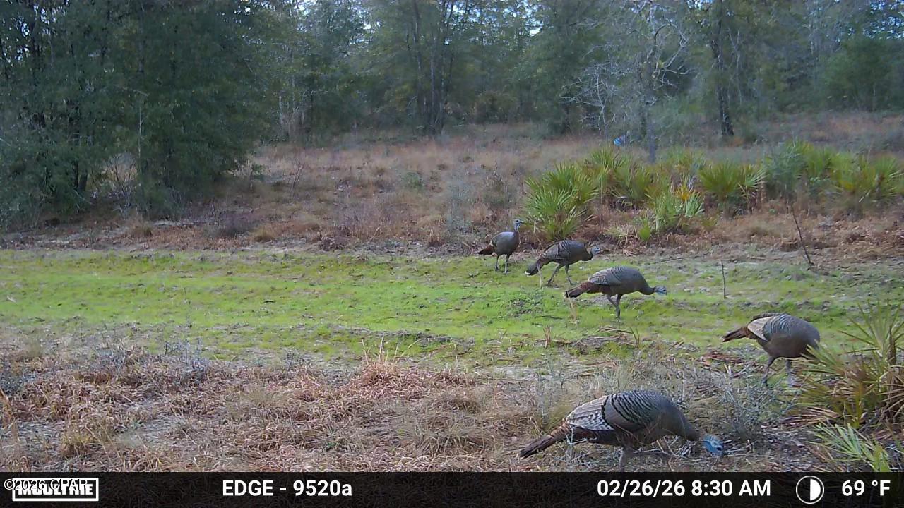 705 Cornwell Road Alford, FL 32420 - Photo 10 of 89