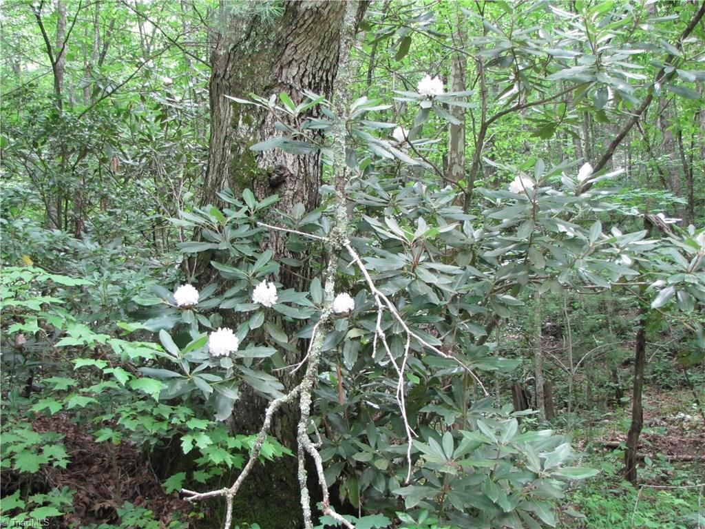 Xx Xx Flint Hill Road Cana, VA 24317 - Photo 6 of 11 Gallery Image 6