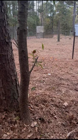 $12,000 | 16936 Tanglewood Drive, Flint, TX 75762