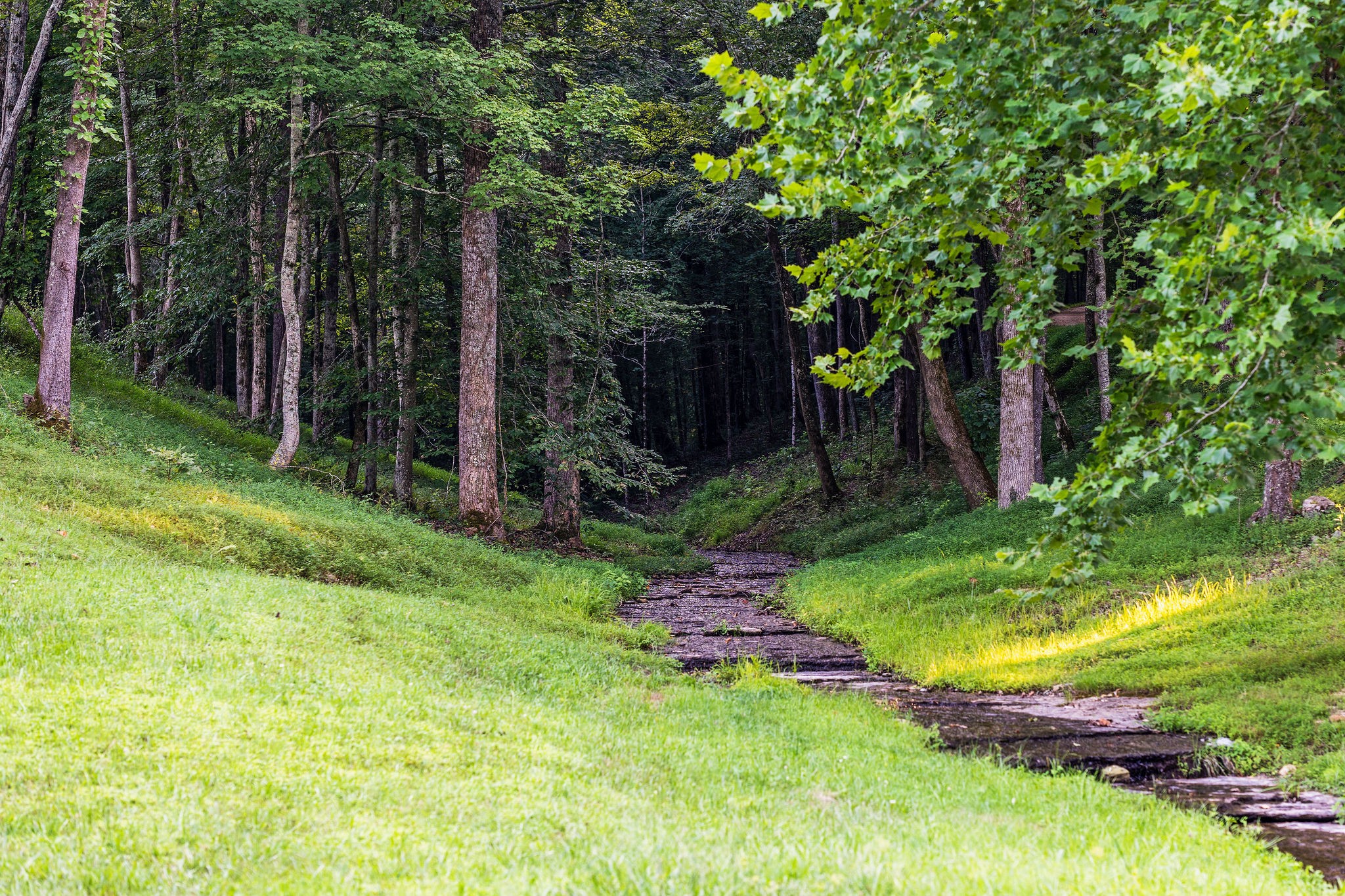 0 Skelley Road Santa Fe, TN 38482 - Photo 1 of 37 a view of a backyard with plants and large trees