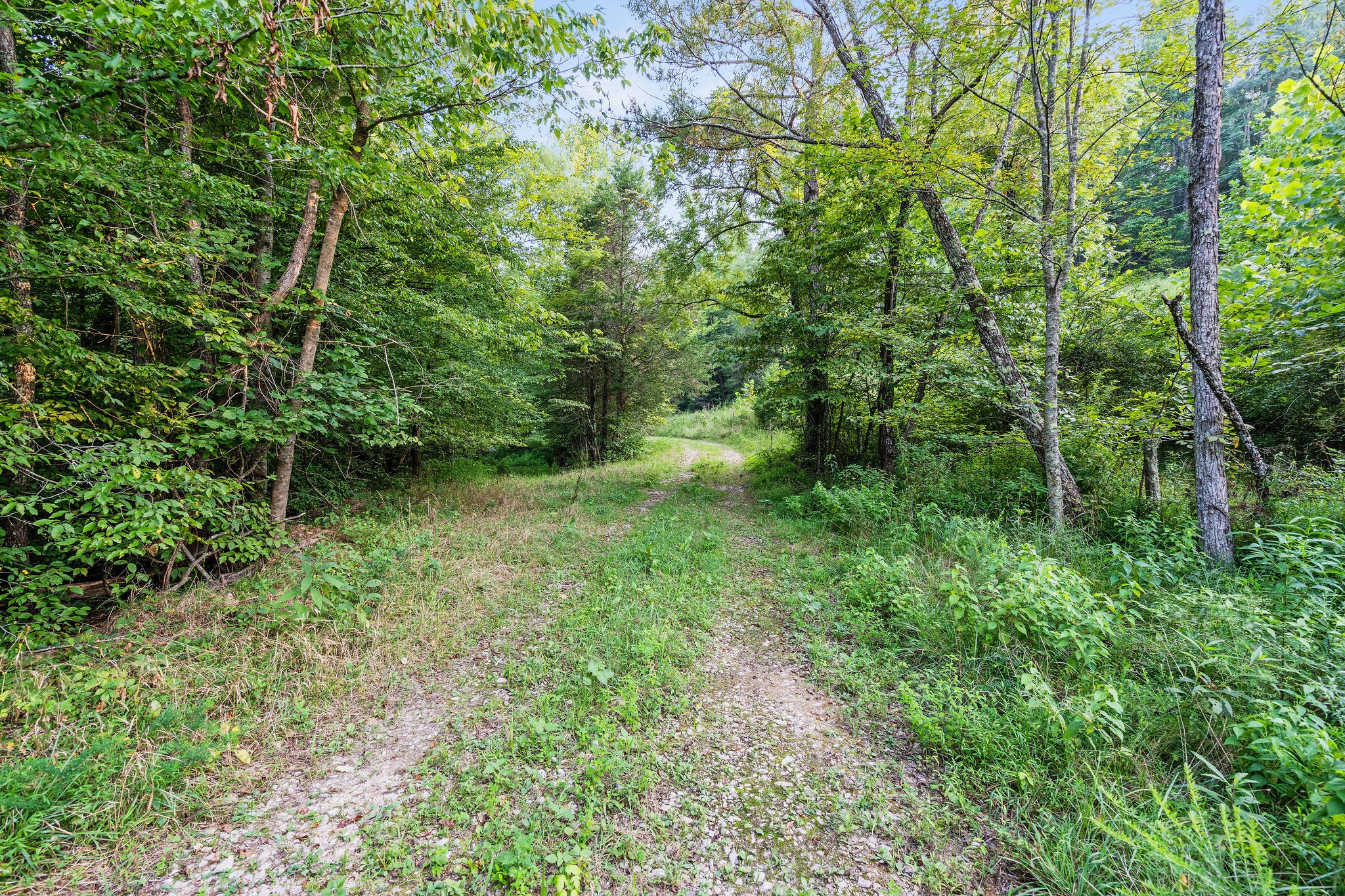 0 Skelley Road Santa Fe, TN 38482 - Photo 11 of 37 a view of outdoor space and trees all around