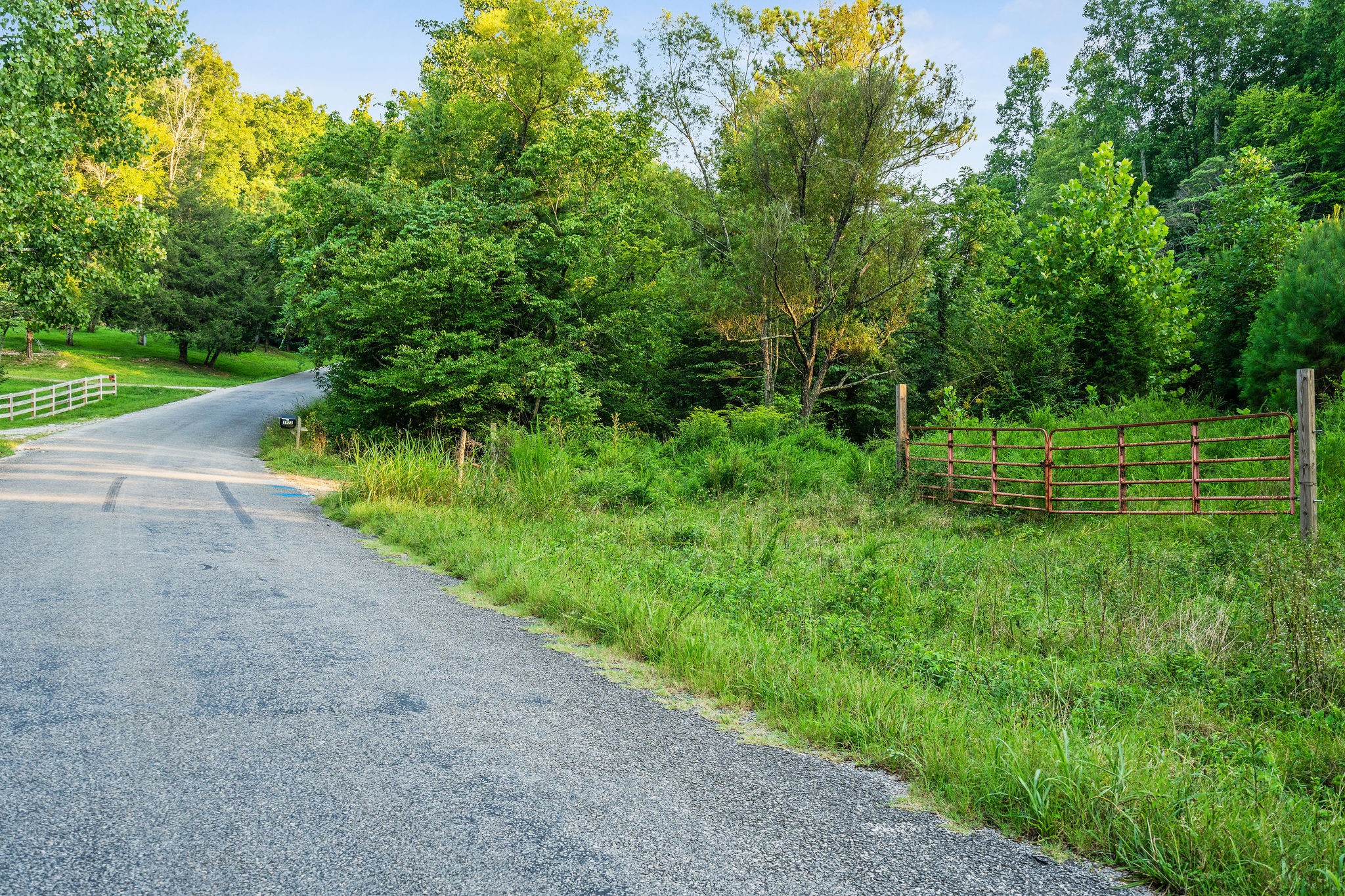0 Skelley Road Santa Fe, TN 38482 - Photo 12 of 37 a view of a yard with plants and a large tree