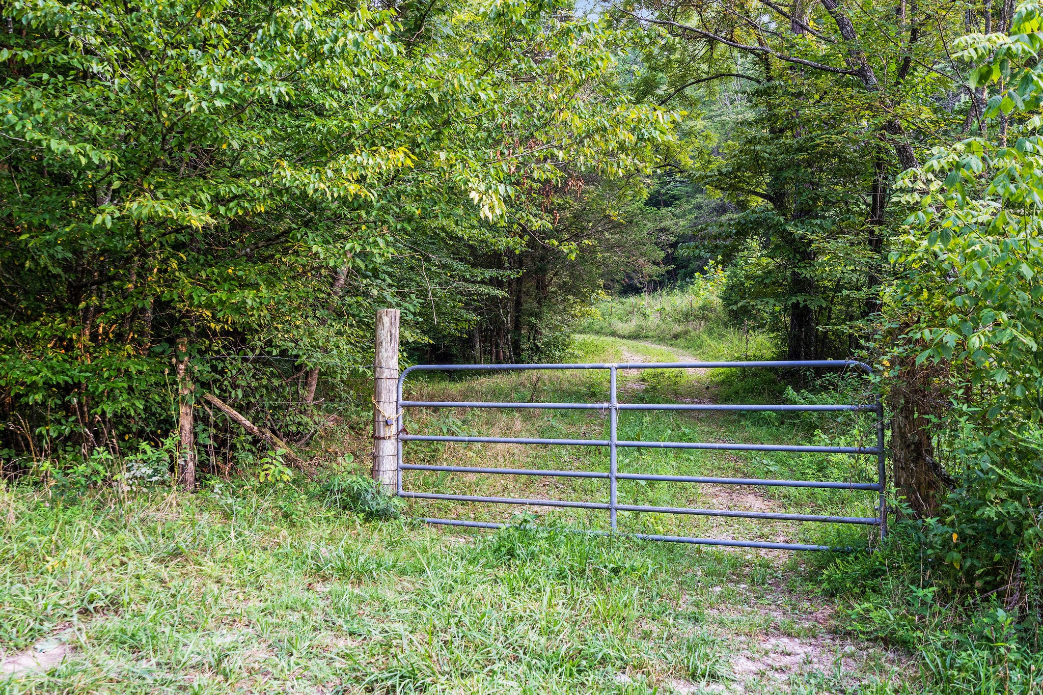 0 Skelley Road Santa Fe, TN 38482 - Photo 15 of 37 a green field with trees in the background