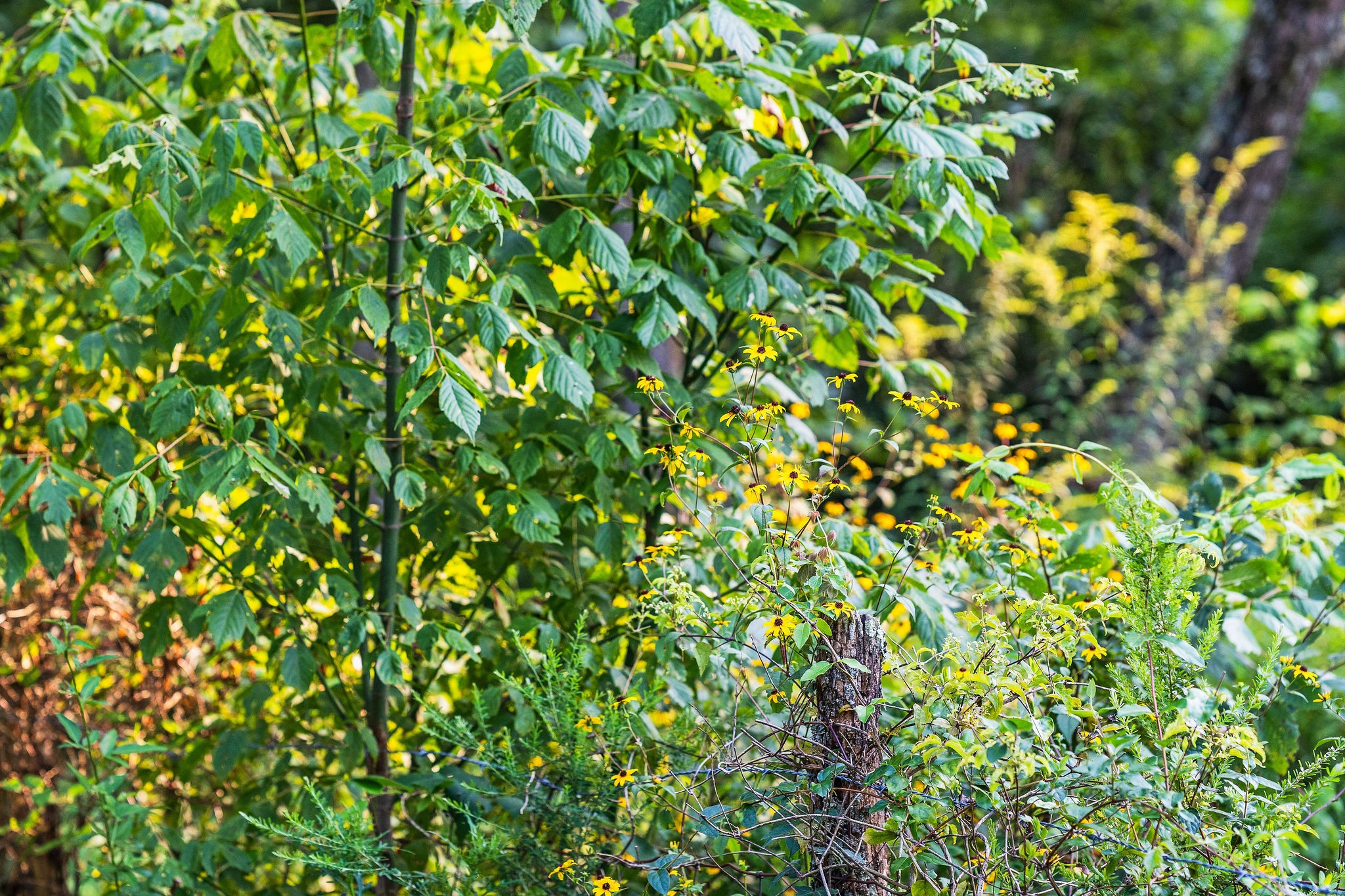 0 Skelley Road Santa Fe, TN 38482 - Photo 21 of 37