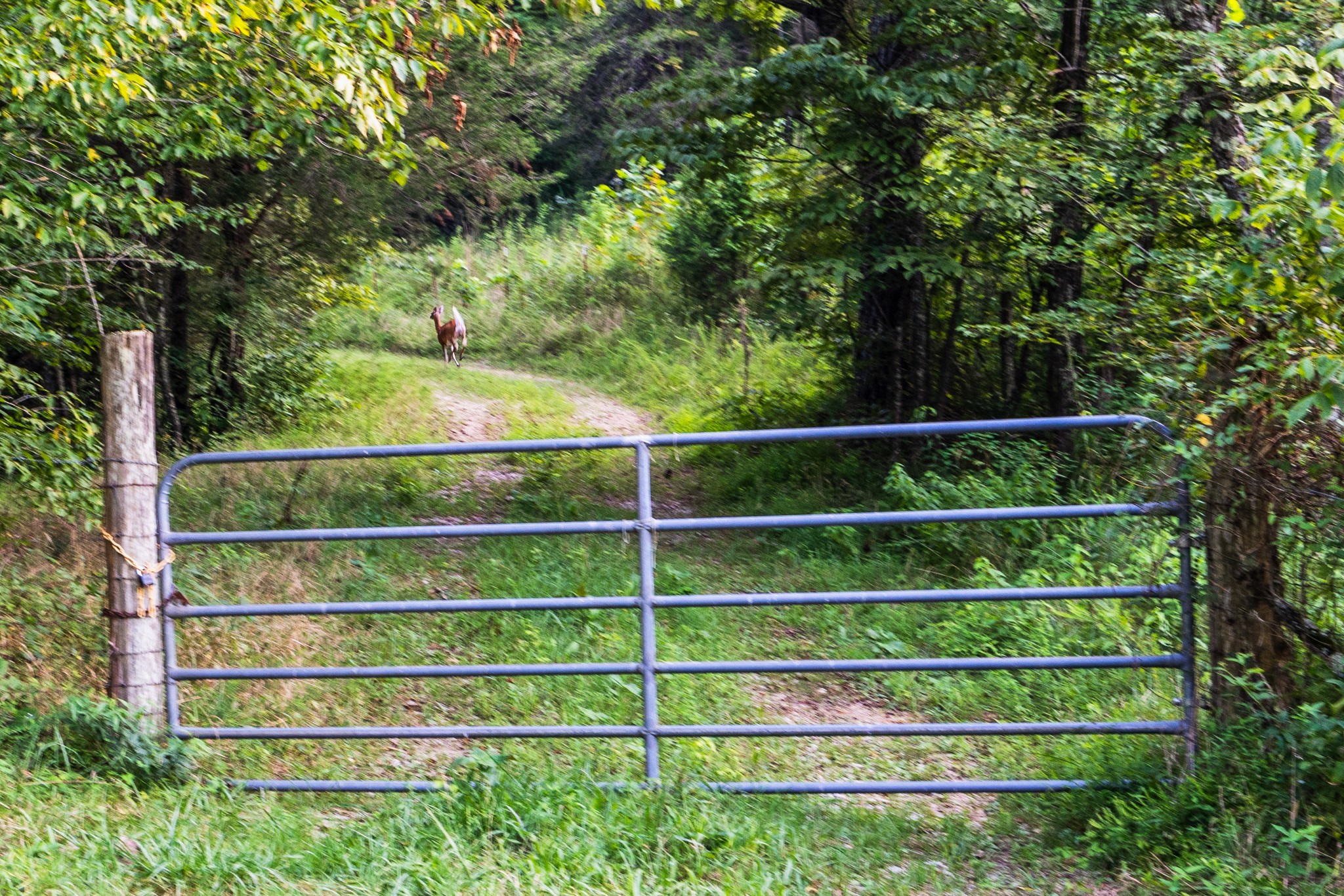 0 Skelley Road Santa Fe, TN 38482 - Photo 4 of 37 a view of a wooden fence and trees