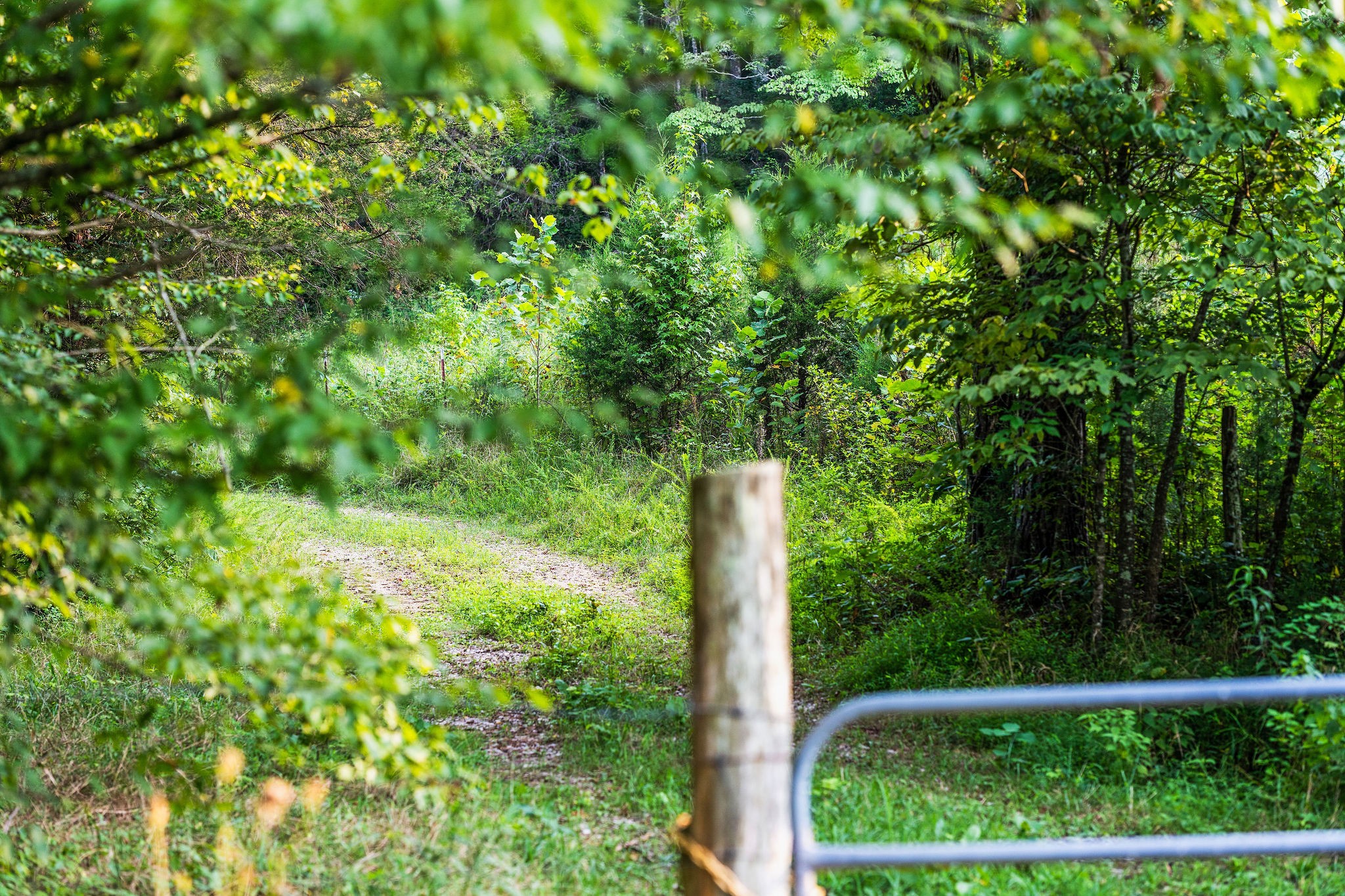 0 Skelley Road Santa Fe, TN 38482 - Photo 5 of 37 a view of a garden with plants