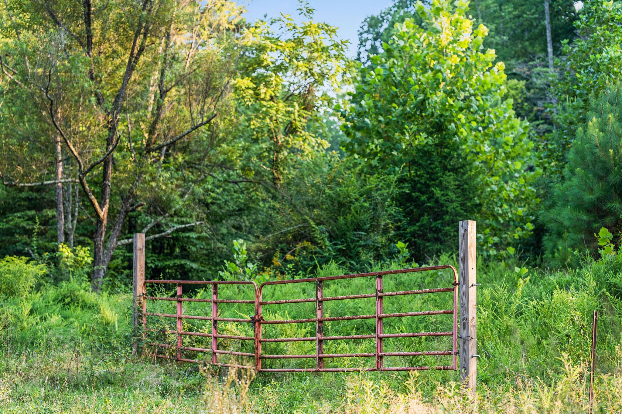 0 Skelley Road Santa Fe, TN 38482 - Photo 6 of 37 a green field with trees in the background
