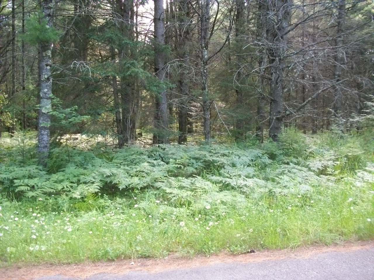 Lot 21 Camp Nokomis Road Mercer, WI 54547 - Photo 5 of 7 Gallery Image 5