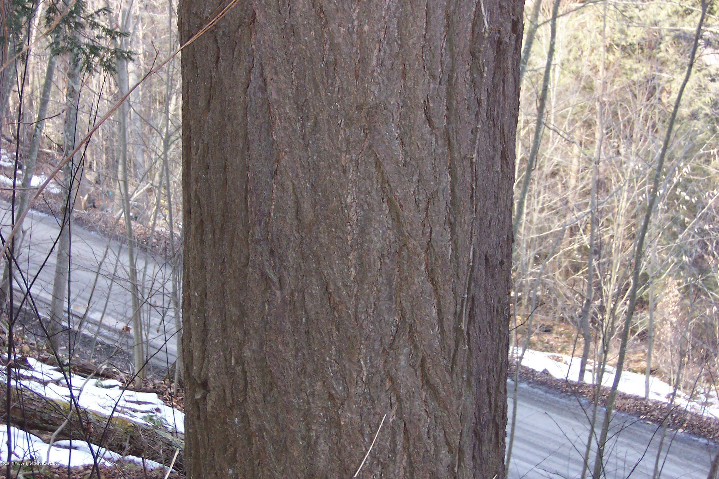 Harmony Road Susquehanna, PA 18847 - Photo 3 of 16 Large Hemlock