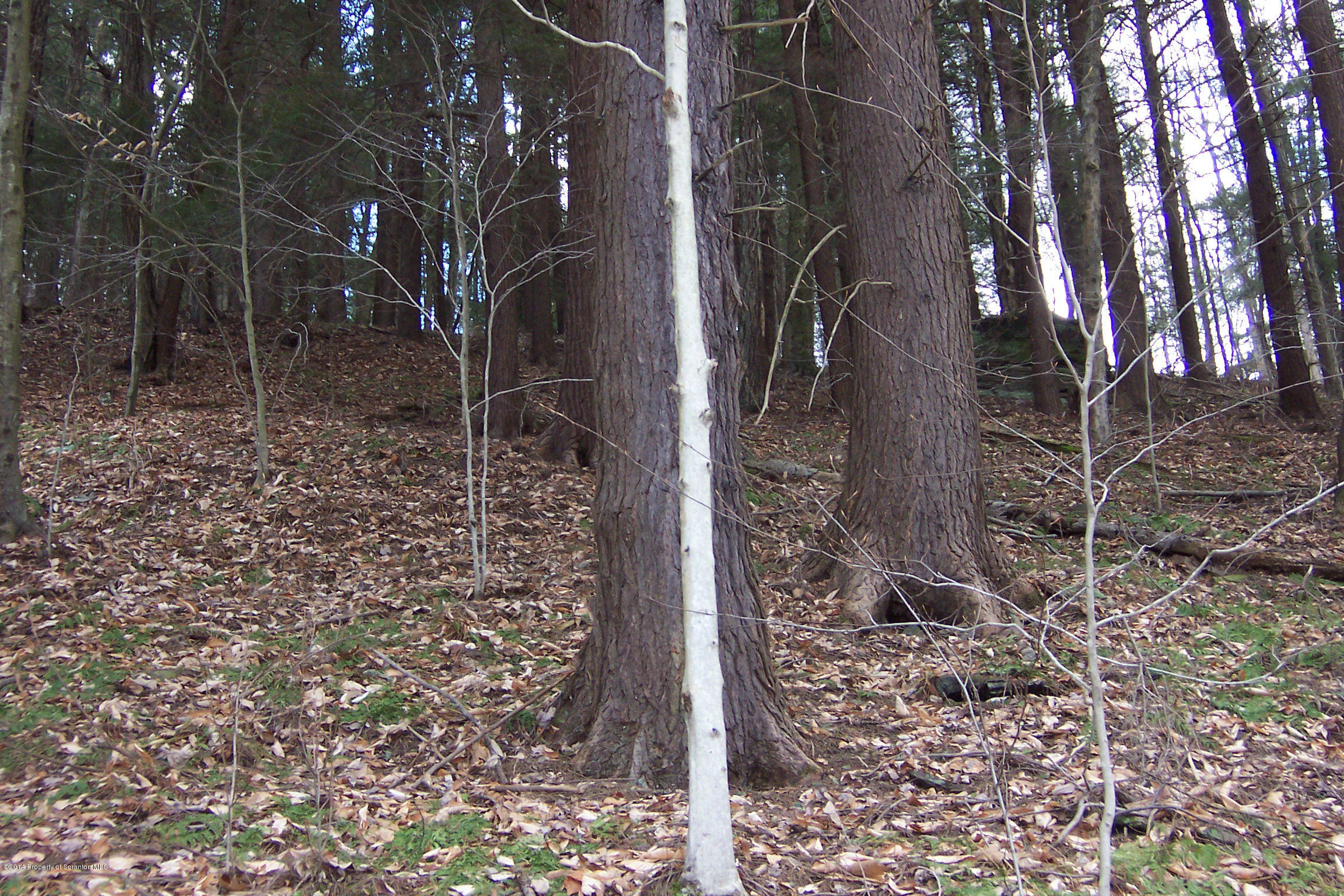 Harmony Road Susquehanna, PA 18847 - Photo 5 of 16 Hillside Hemlock Stand w/deer trails